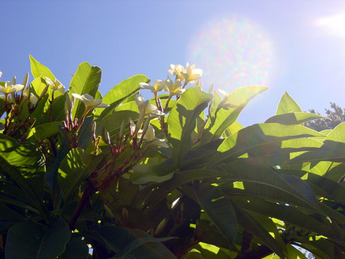 moonflower