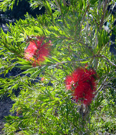 bottlebrush plant
