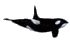 whale icon