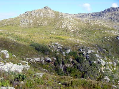 fynbos